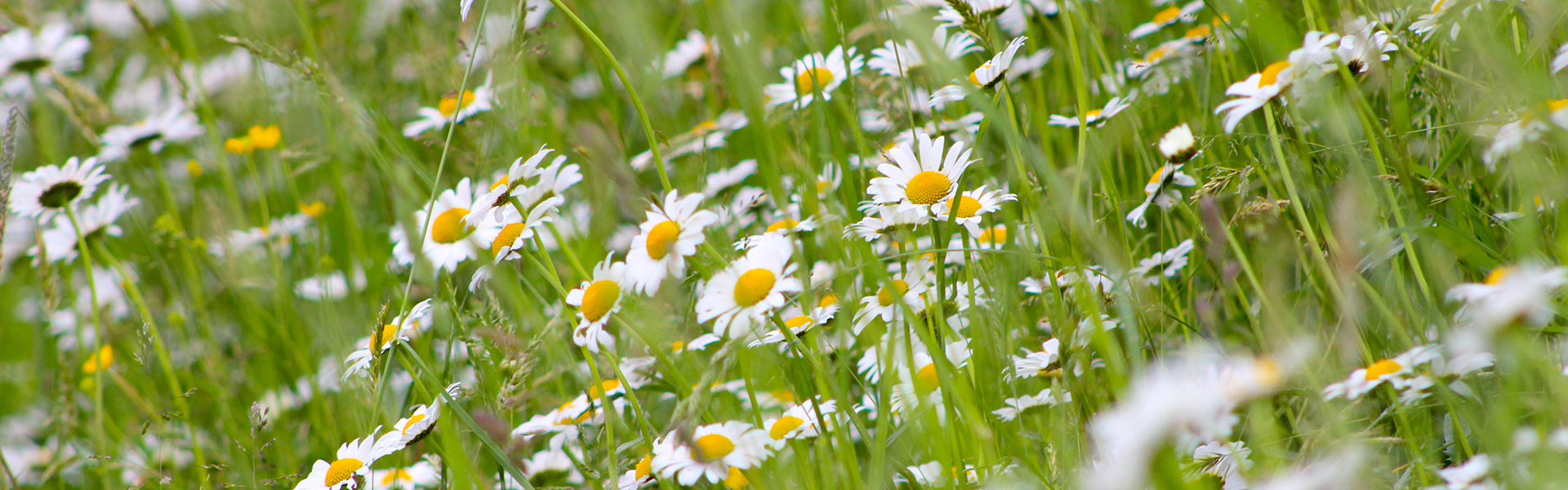 Frühling am Nassreidhof