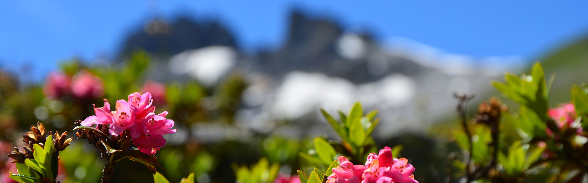 Frühling am Nassreidhof