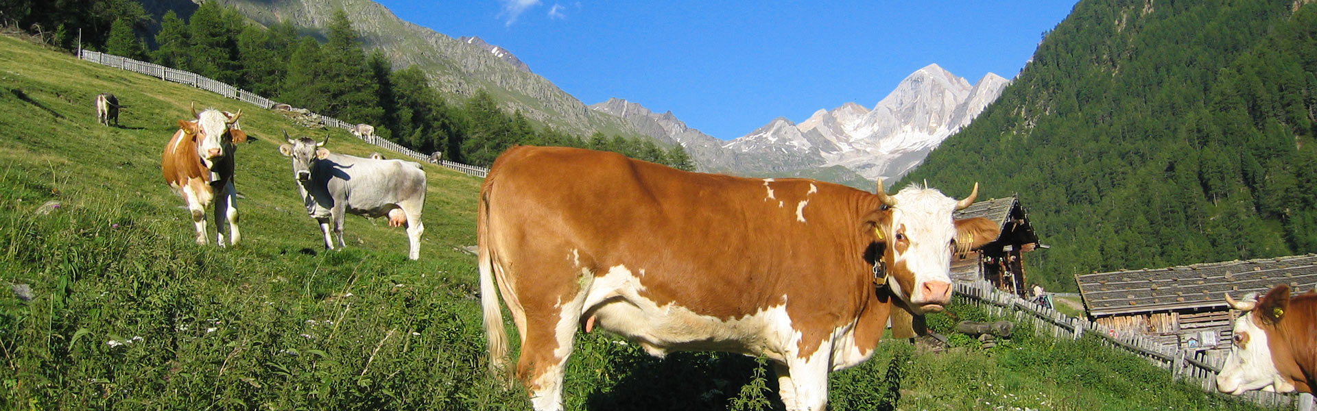 Sommer am Nassreidhof